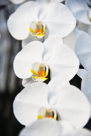 Beautiful type of orchid flower.の写真素材