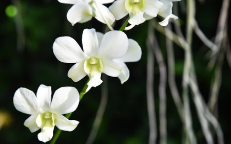 Beautiful type of orchid flower.の写真素材