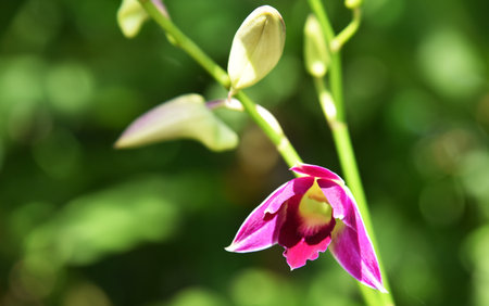 Beautiful type of orchid flower.の写真素材