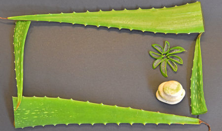 Aloe vera frame with flower form inside isolated in gray backgroundの写真素材