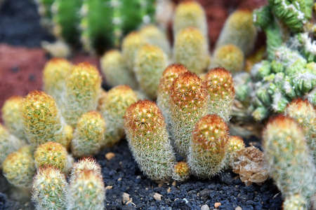 Cactus plants in green,yellow,and red color grows in the sand