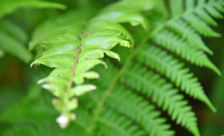 Green leaf with bokeh backgroundの写真素材