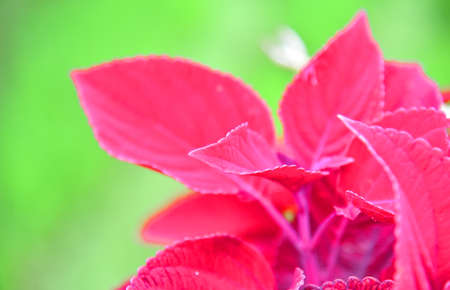 Red color leafs with bokeh backgroundの写真素材