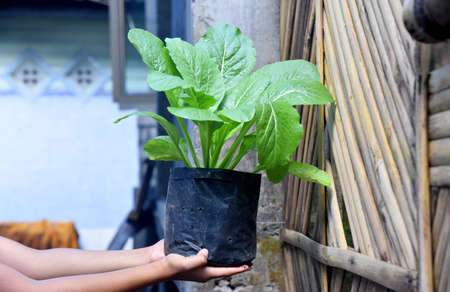 Pakcoy vegetable plant growth on the black polybagの写真素材