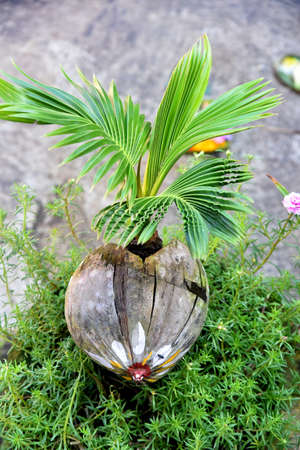 Beautiful coconut bonsai growth on the stone pot and placed on the terrace at homeの写真素材