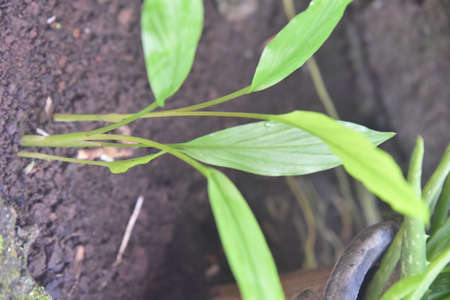 Hand showing a small curcuma palnt growth on the homeyardの写真素材