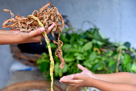 Hands holding te dried long beans vegetableの写真素材