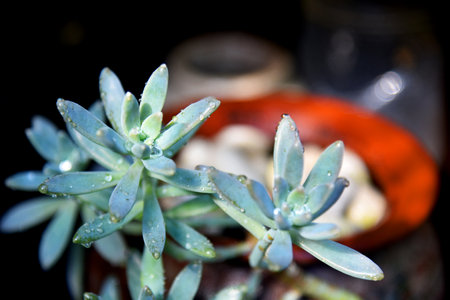 Beautiful green decoration plantの写真素材