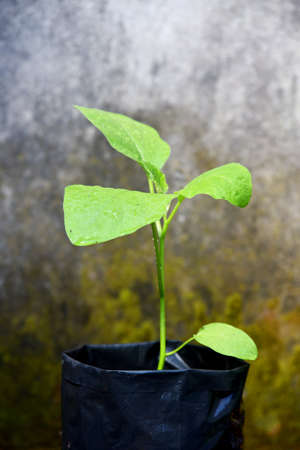 Egg plant growth on the black polybagの写真素材