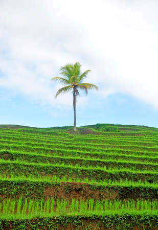 Beautiful rice terrace with small rice plant during a nice weatherの写真素材