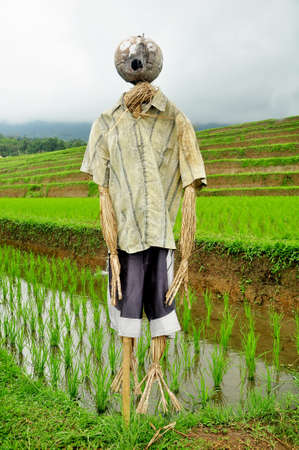Beautiful rice terrace with small rice plant during a nice weatherの写真素材