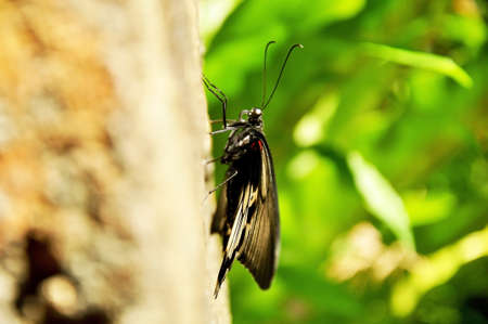 Colorful butterfly hanging on the tree in beautiful color
