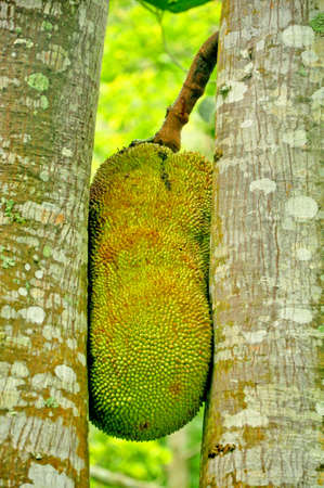 Jack friut growth between two tree