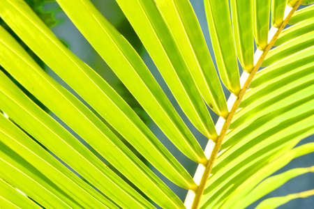 Coconut palm leafs on a sunny day with strong green yellow color