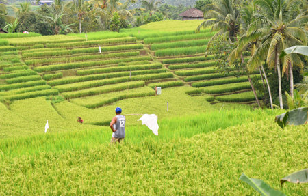 TABANAN,BALI,INDONESIA-APRIL 09,2021: Farmer in the middle of yellow ricefield ,protecting his field from mouse and wild birds.のeditorial素材