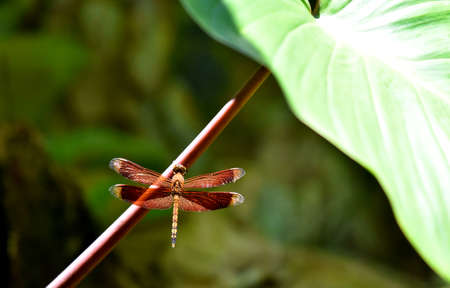 Colorful dragonfly hanging on the plant under a sunny day