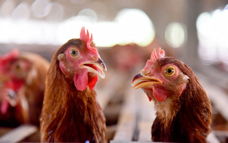 Chicken Farm with many healty chicken and fresh eggsの写真素材