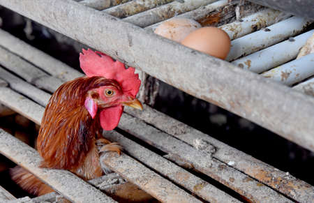 Chicken Farm with many healty chicken and fresh eggsの写真素材