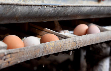Chicken Farm with many healty chicken and fresh eggsの写真素材