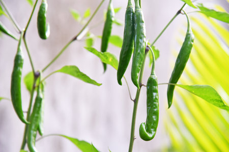 Green chili paprika growth at home gardenの写真素材