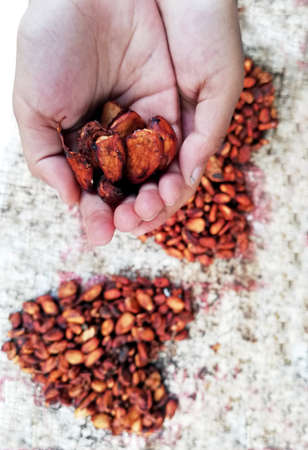 Cacao beans in heart or love form placed on white dirty backgroundの写真素材