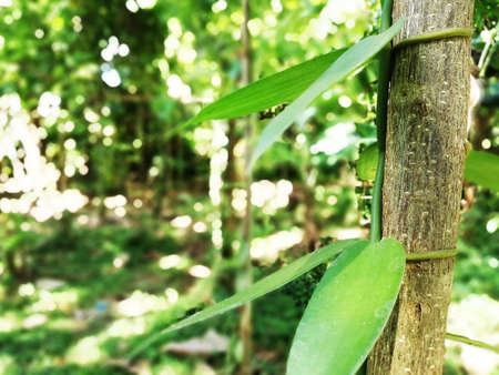 Vanilla plant growth in the plantationの写真素材