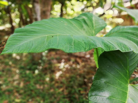 Taro plant or the Elephant Ear plant grouwth in the garden