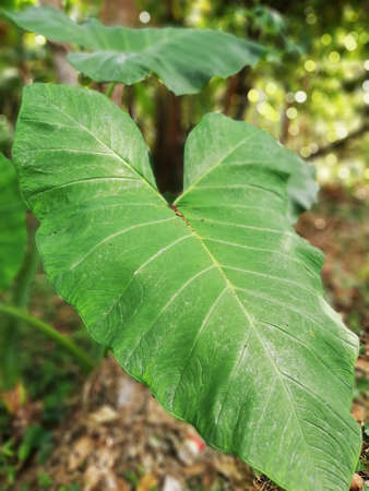 Taro plant or the Elephant Ear plant grouwth in the garden