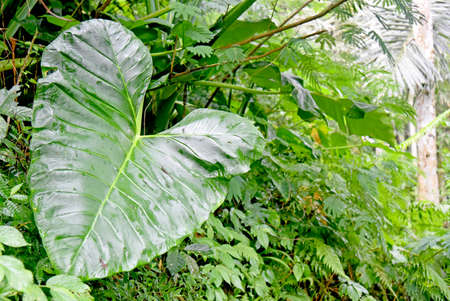Taro plant with his big green leafs growth wild in the nature