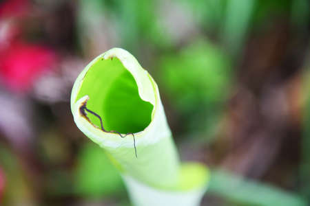Close up of banana leaf with bokeh background
