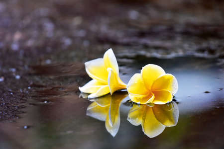 Frangipani flower in yellow color with clear water reflection under the rain