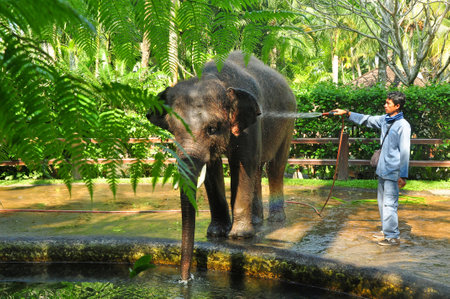 Bali,Indonesia-August 28, 2016 : Sumatra elephants at " Elephants Safari Park" in Taro village,Ubud,Bali Indonesiaのeditorial素材