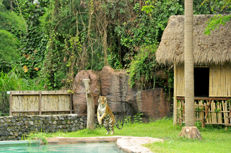Bali,Indonesia-January 02 2017: Ferfomance,Animals and Tiger show at Bali Safari and Marine Park in Gianyar regency of Bali-Indonesia.のeditorial素材