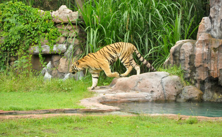 Bali,Indonesia-January 02 2017: Ferfomance,Animals and Tiger show at Bali Safari and Marine Park in Gianyar regency of Bali-Indonesia.のeditorial素材