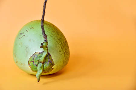 Green young coconut isolated on yellow background