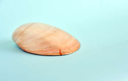 Dead shell in white color isolated on color background