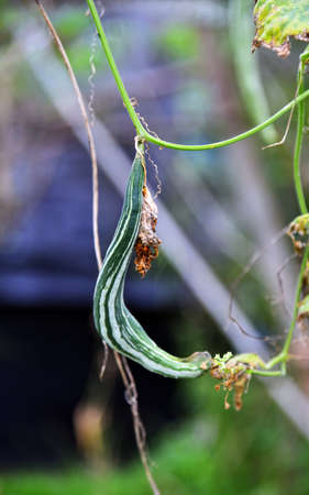 Bitter vegetableSnake Bitter gourd vegetable growth at the home garden