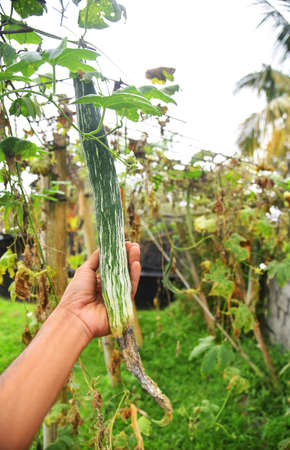 Bitter vegetableSnake Bitter gourd vegetable growth at the home garden