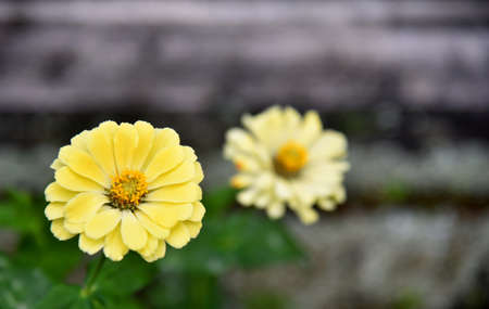 Colorful flower during sunny day with bokeh backgroundの写真素材