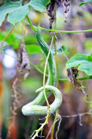Bitter vegetable"Snake Bitter gourd vegetable" growth at the home gardenの写真素材