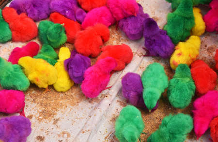 Baby chickens with colorful painted color selling on the market