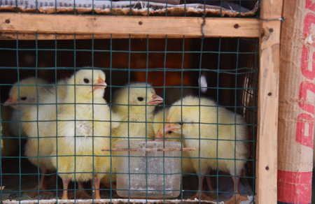 Baby chickens in yellow color selling on the market