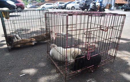 BALI,INDONESIA-SEPTEMBER 08,2021: Badung regency of Bali Indonesia during day time.Baby balinese dog selling on the market.looks the dogs on black,white and black color.のeditorial素材