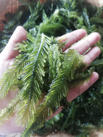 Seaweed, call in Indonesian languageRUMPUT LAUT, in close up