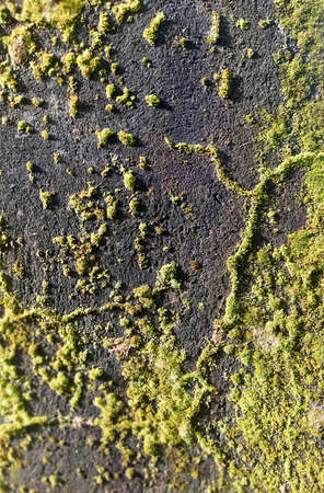 Green moss growth on the wallの写真素材