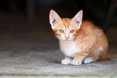 Small local Indonesian cat with white and yellow color