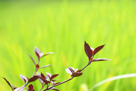 Red leafs in close up,with green bokeh background