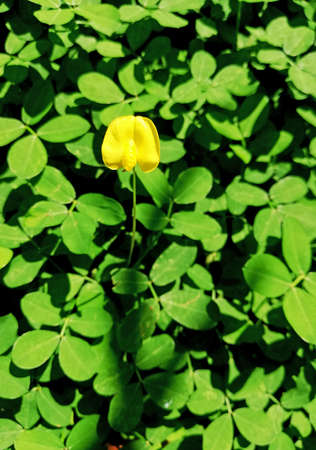 " Kacang Kacangan" plant,growth on the parkの写真素材