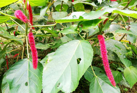 Acalypha Hispida flower,in Indonesian languange names Ekor KUcing plant,growth on the tree