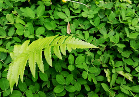  Kacang Kacangan plant,growth on the park